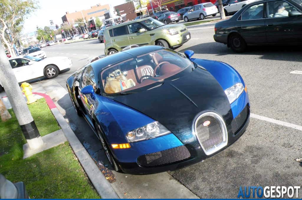 Dog Spotted Sitting Shotgun in Bugatti Veyron